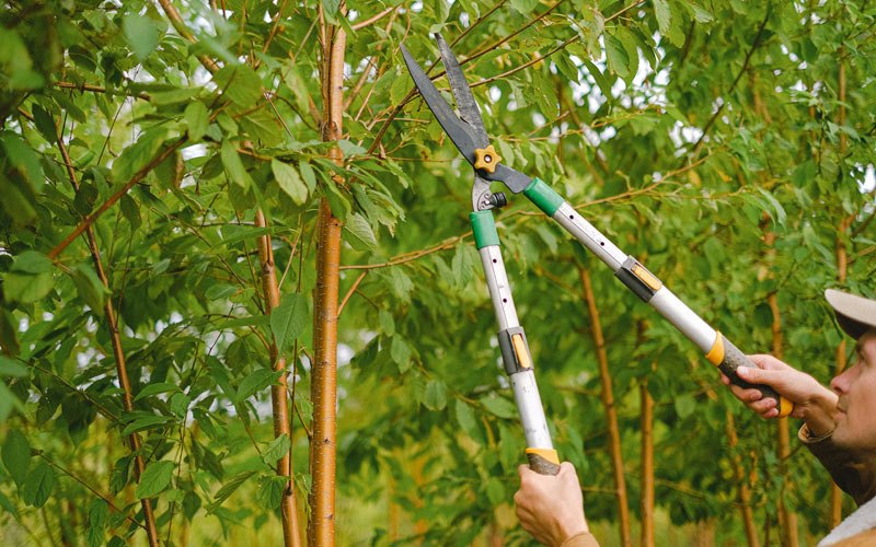 Tree trimming in Cascade, WI